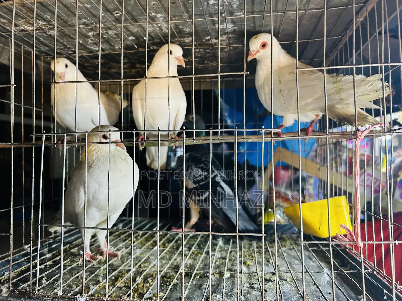 Pigeon (400 per piece)