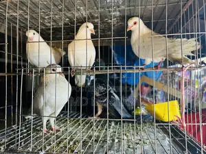 Pigeon (400 per piece)