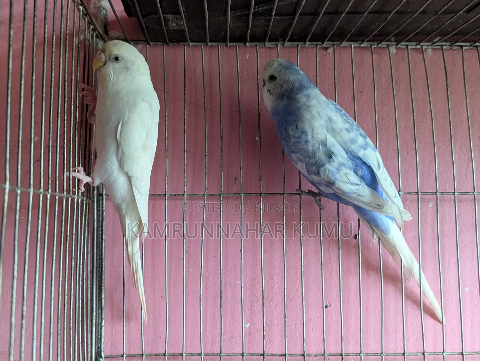 Tame Budgerigar Bird
