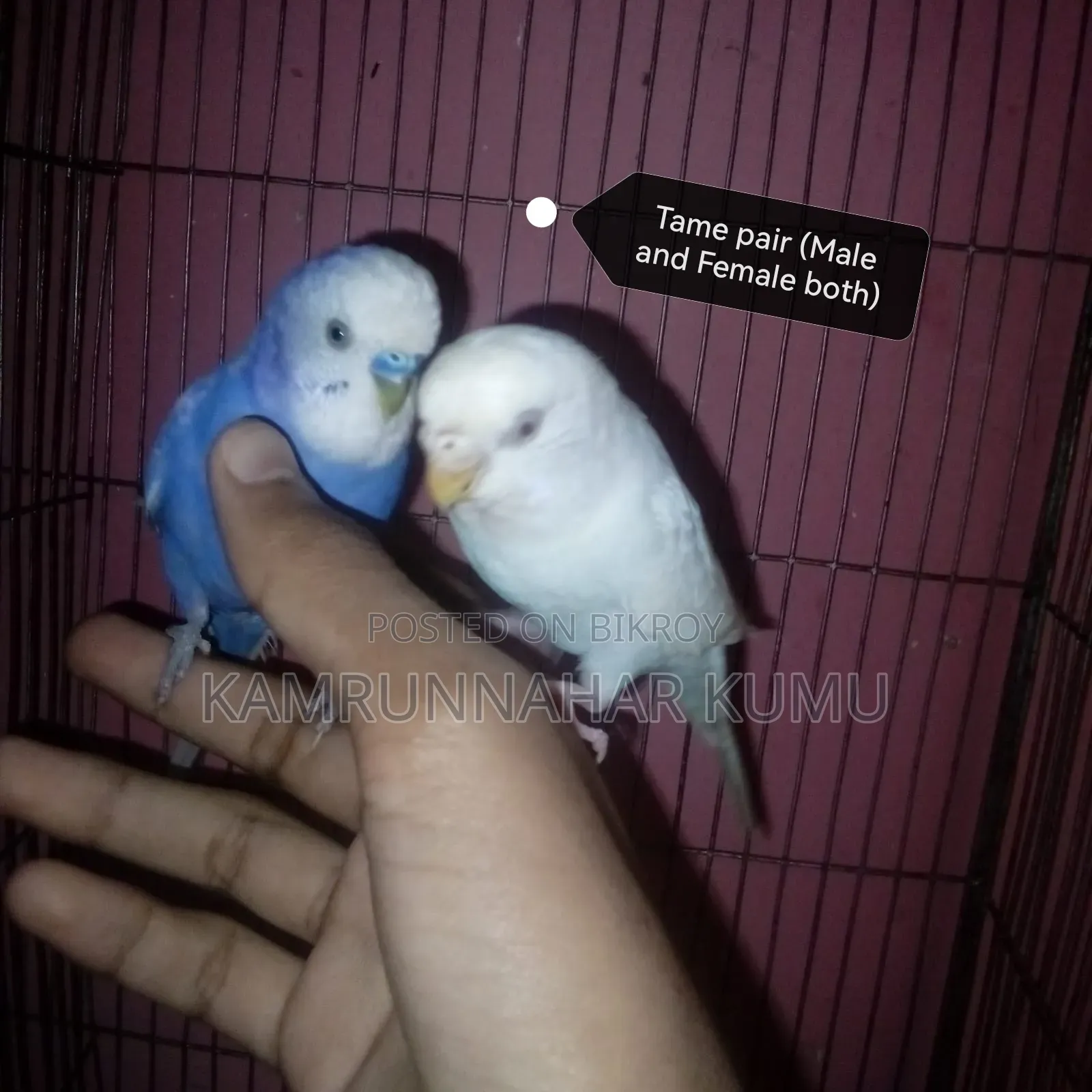 Tame Budgerigar Bird