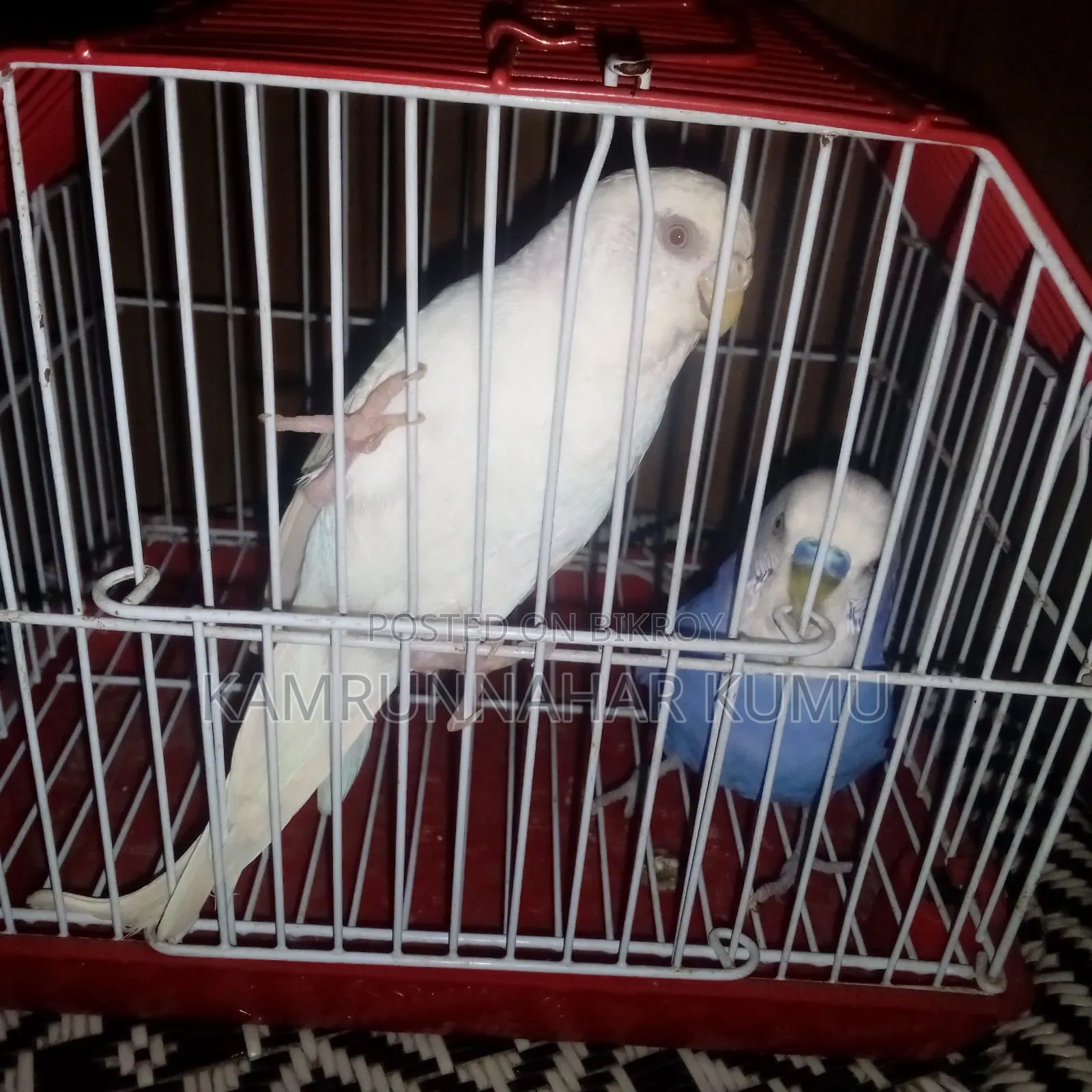 Tame Budgerigar Bird
