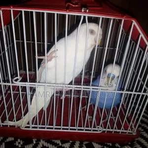 Tame Budgerigar Bird
