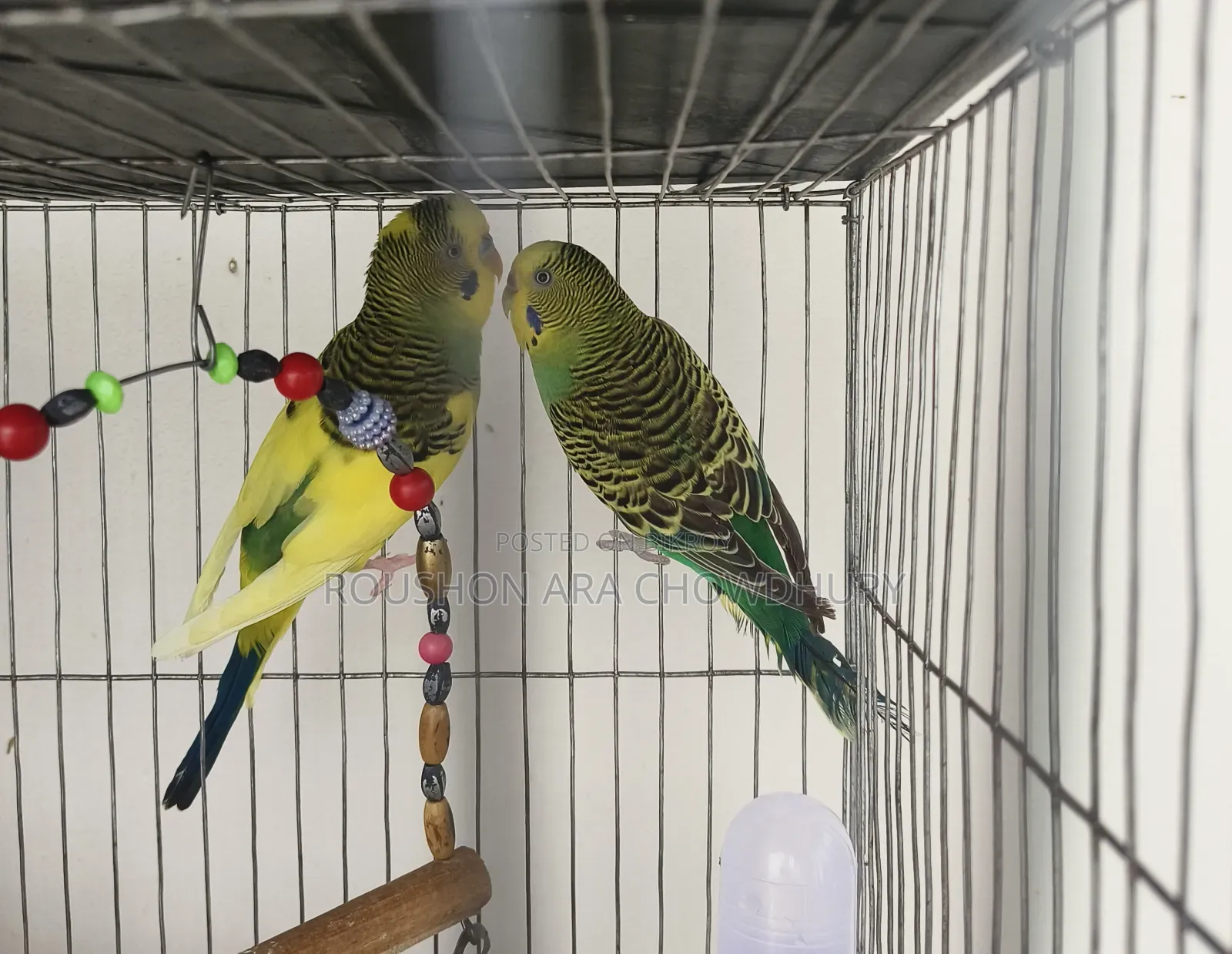 Budgerigar Bird