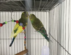 Budgerigar Bird