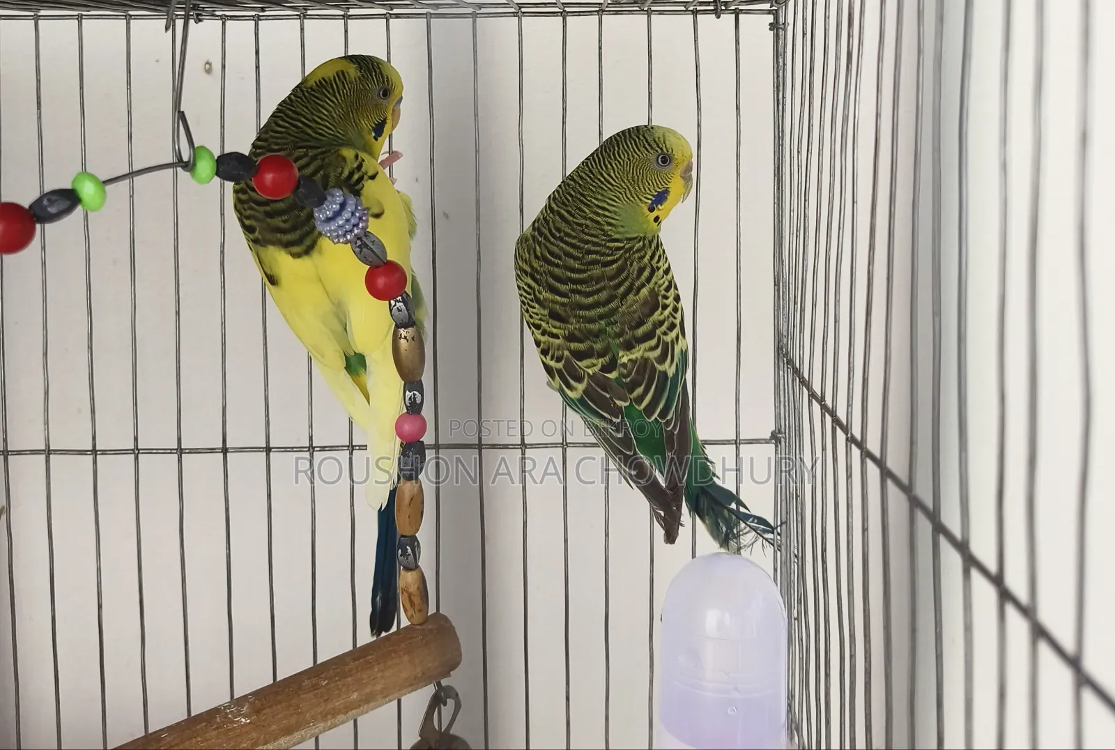 Budgerigar Bird
