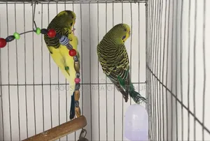 Budgerigar Bird