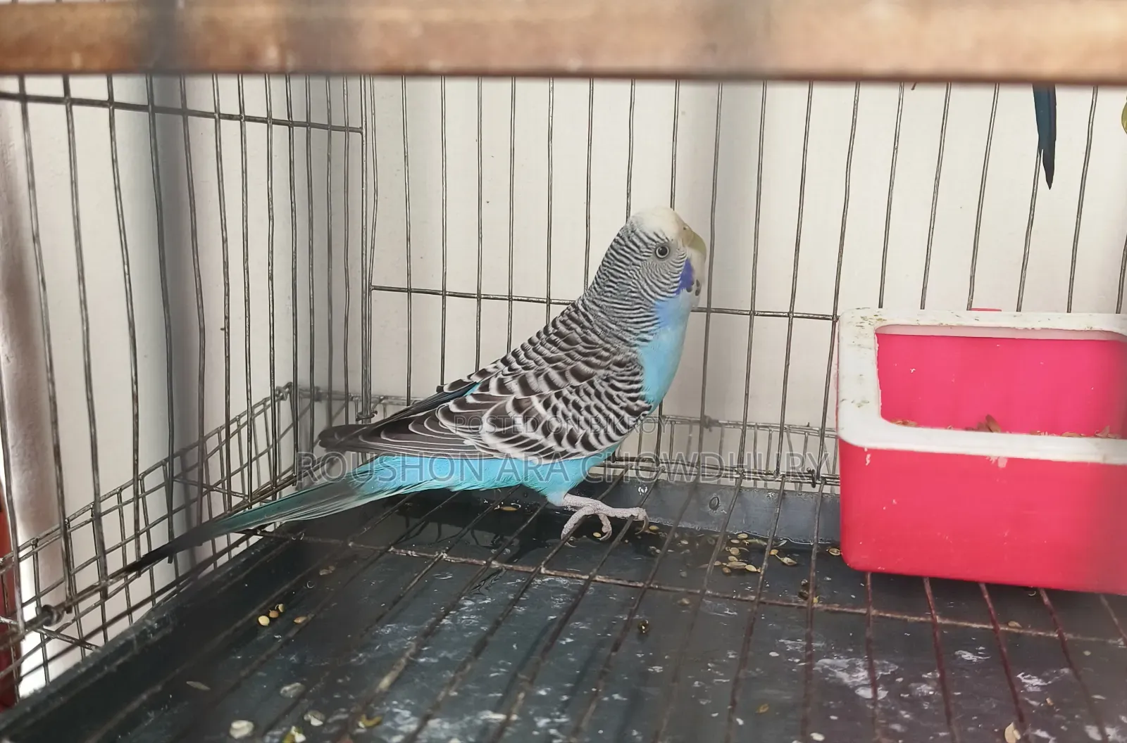 Budgerigar Bird