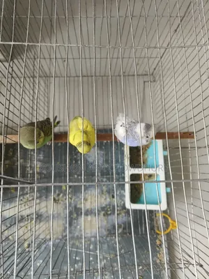 Budgerigar Bird