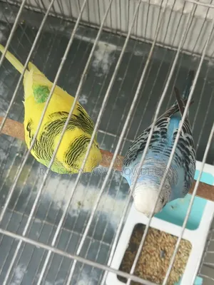 Budgerigar Bird