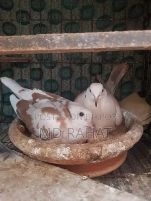 Pair of Running Australian Doves for Sale with Chicks
