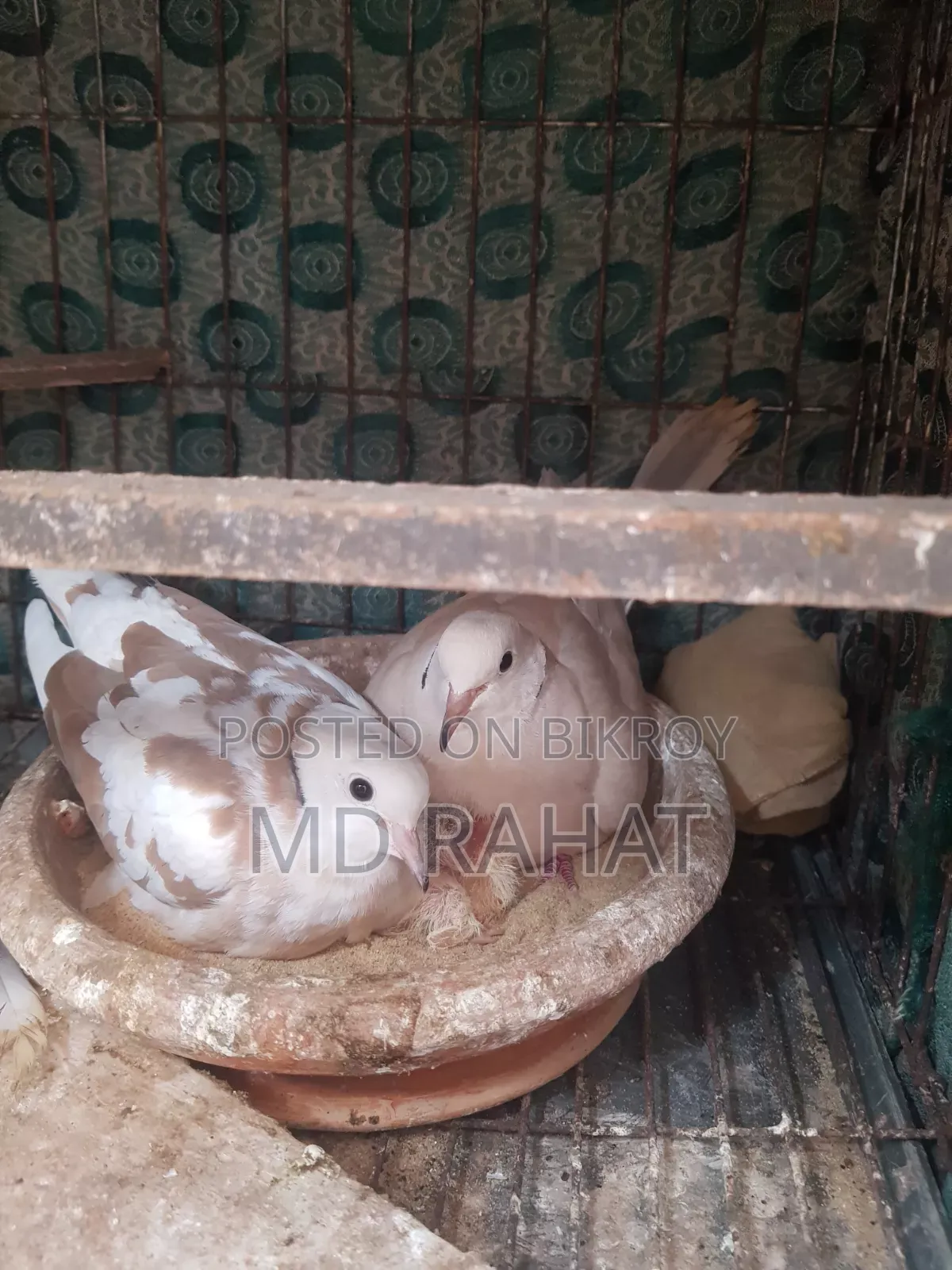 Pair of Running Australian Doves for Sale with Chicks