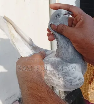 তোতা কাখি মাডি