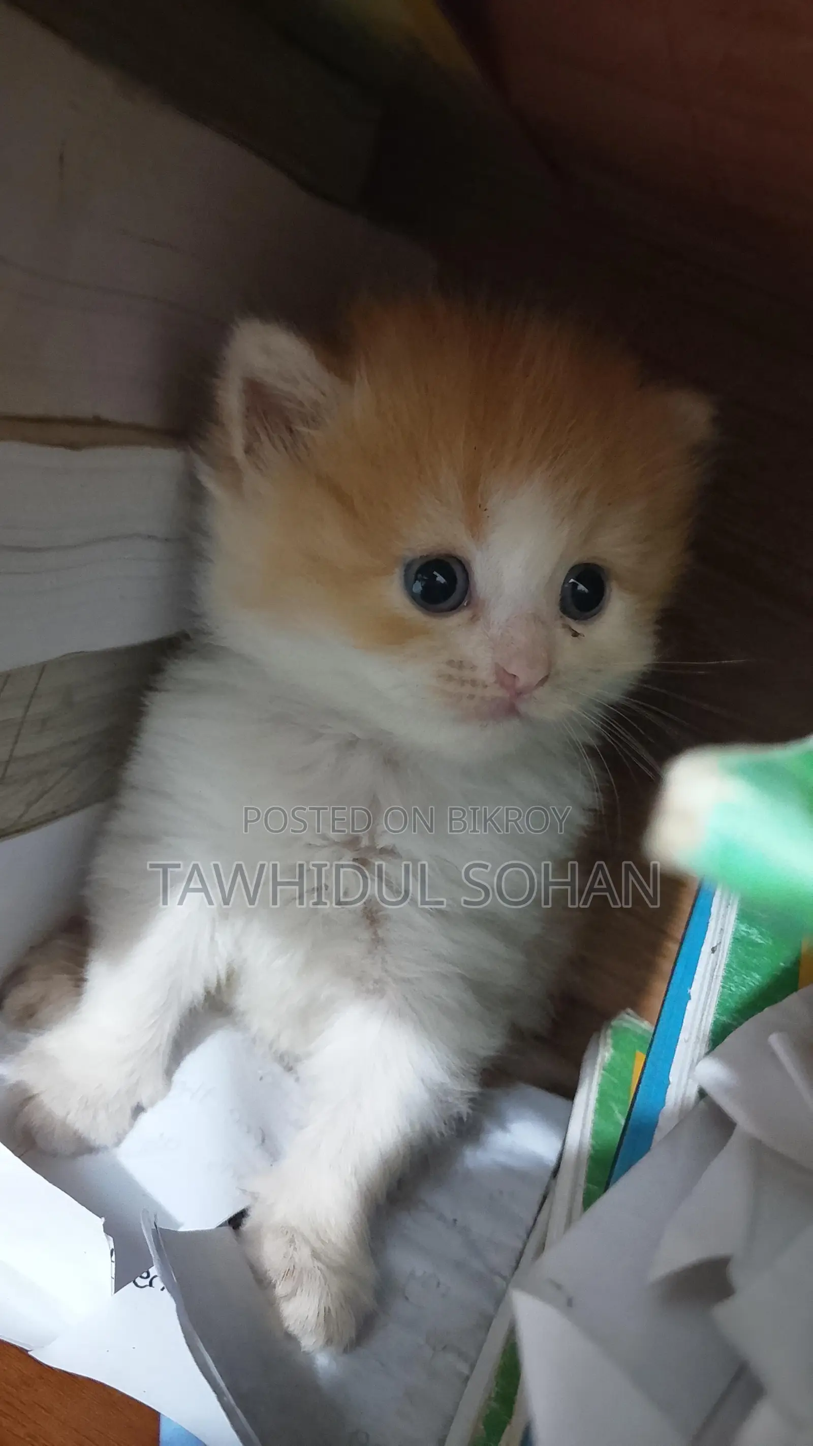 0-1 month Male Purebred Persian