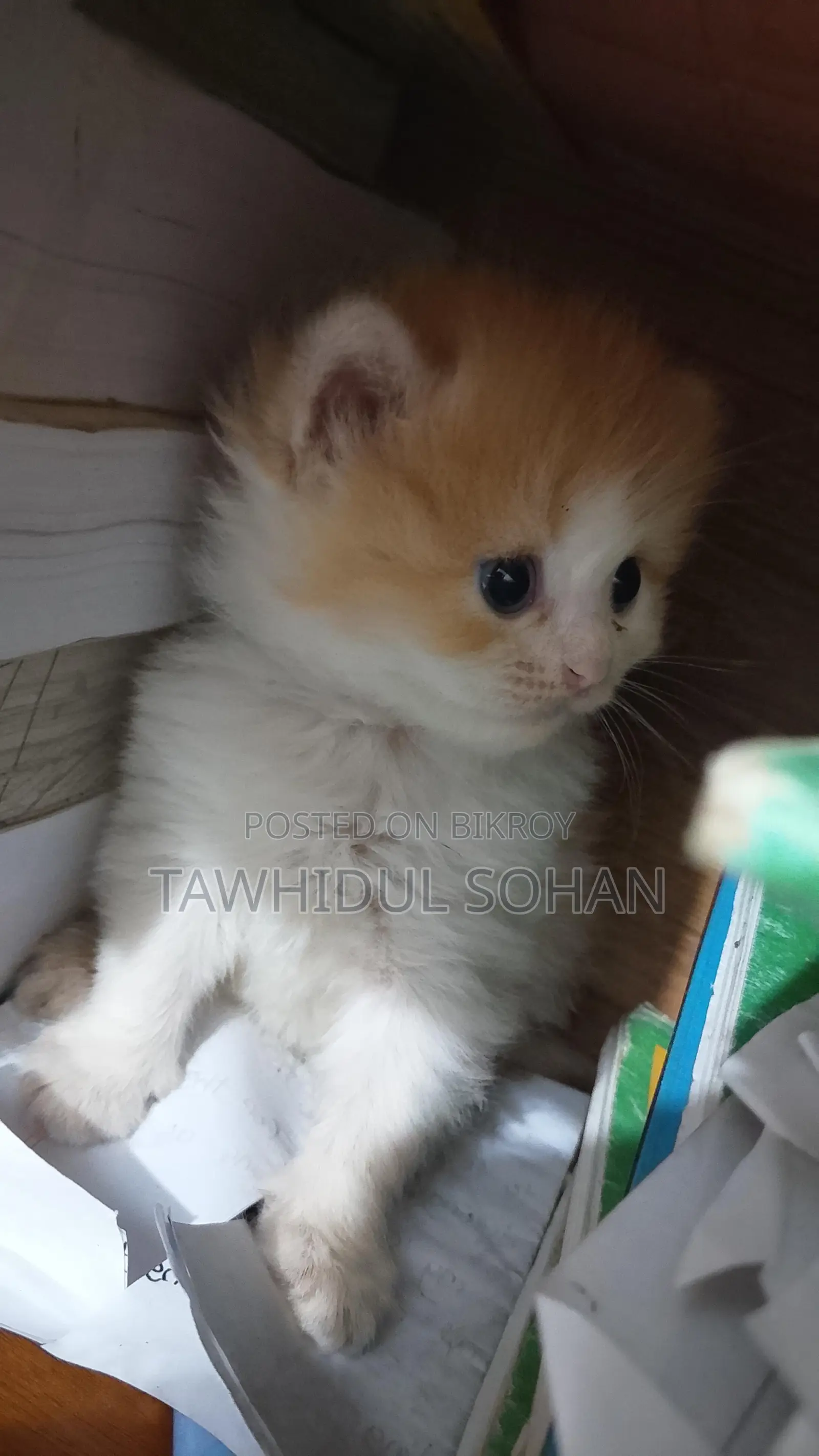 0-1 month Male Purebred Persian