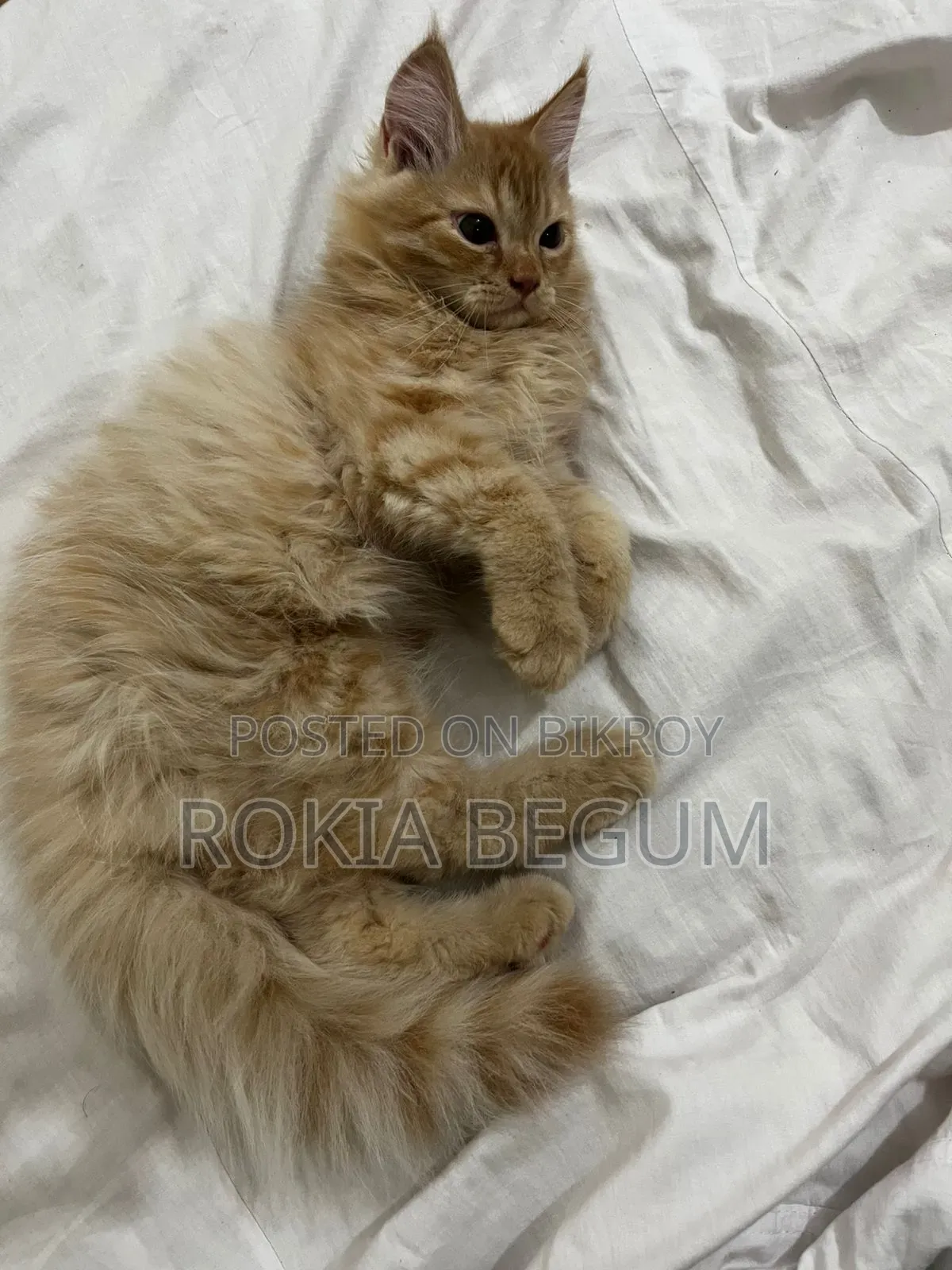 1-3 months Male Purebred Persian