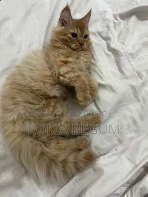 1-3 months Male Purebred Persian