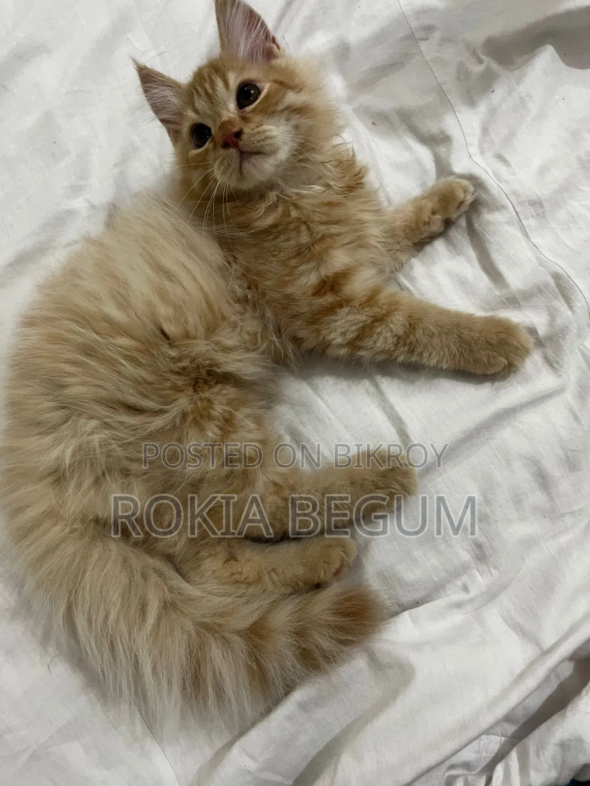 1-3 months Male Purebred Persian