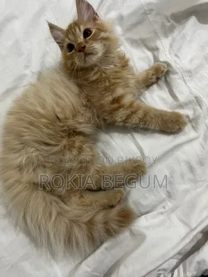 1-3 months Male Purebred Persian