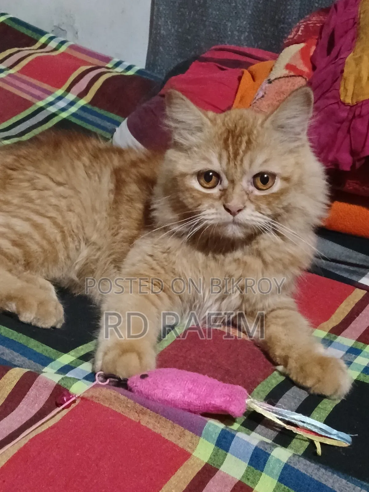 6-12 Months Male Purebred Persian