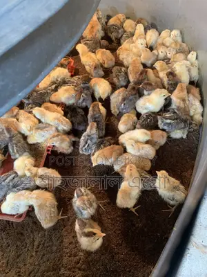মিসরি ফাউমি মুরগির বাচ্চা