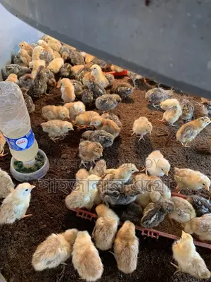 Misri Fami Chicken Chicks