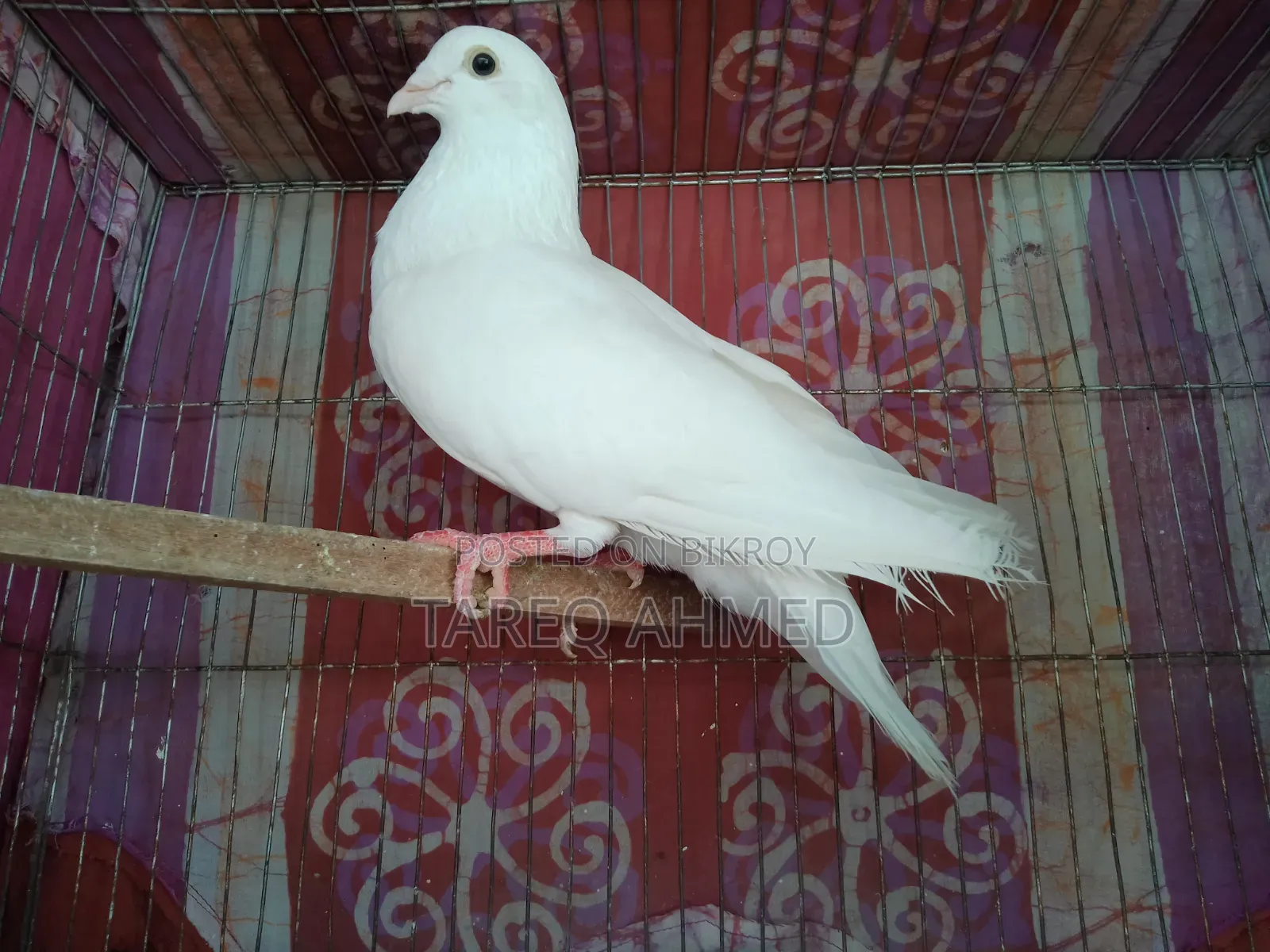Pigeon (chick)