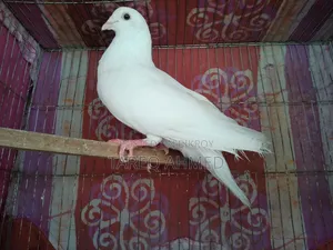 Pigeon (chick)