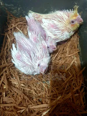 Lutino,Albino,Cokatiel