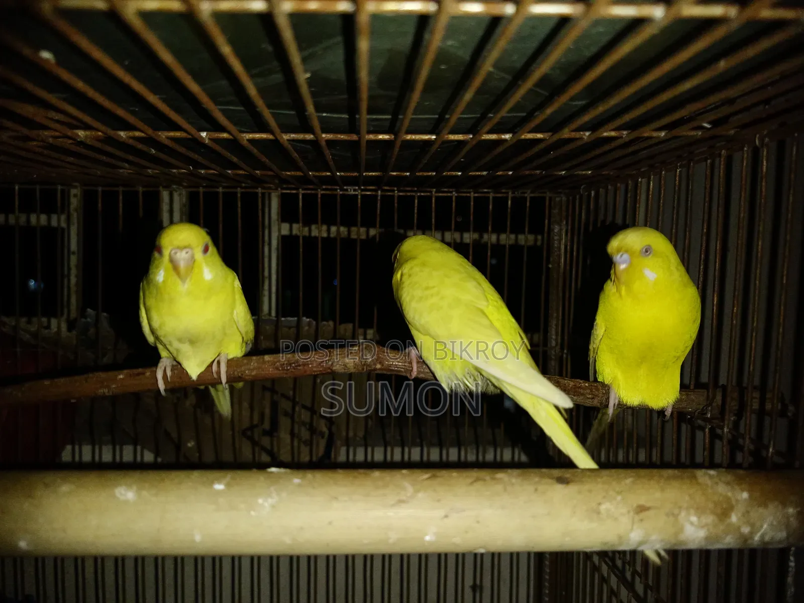 Lutino Budgerigar Pair.