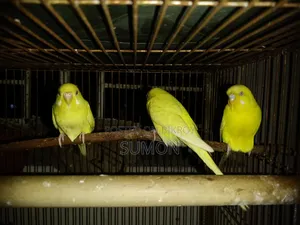 Lutino Budgerigar Pair.