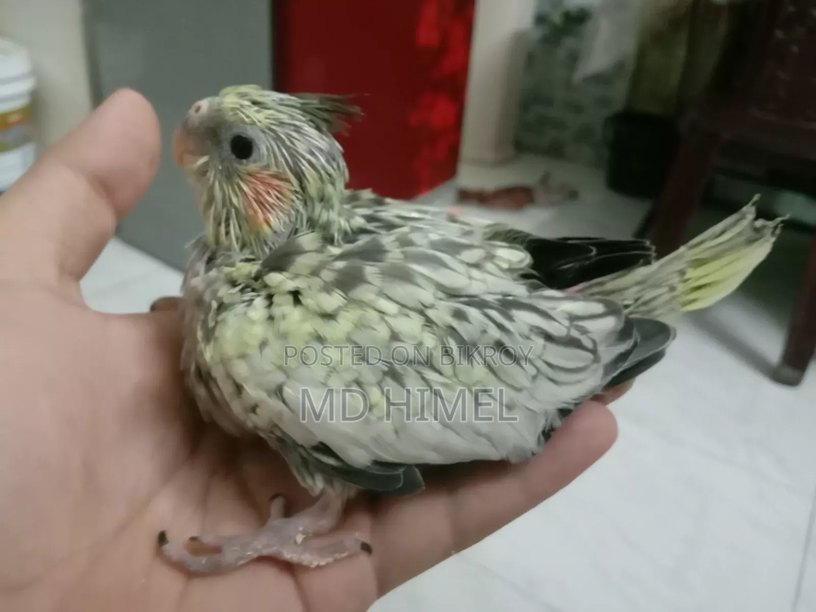 Gray and Pied Healthy Cocatel Baby