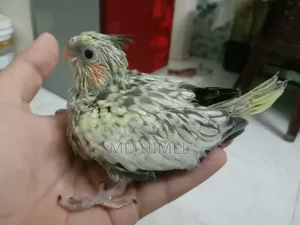 Gray and Pied Healthy Cocatel Baby
