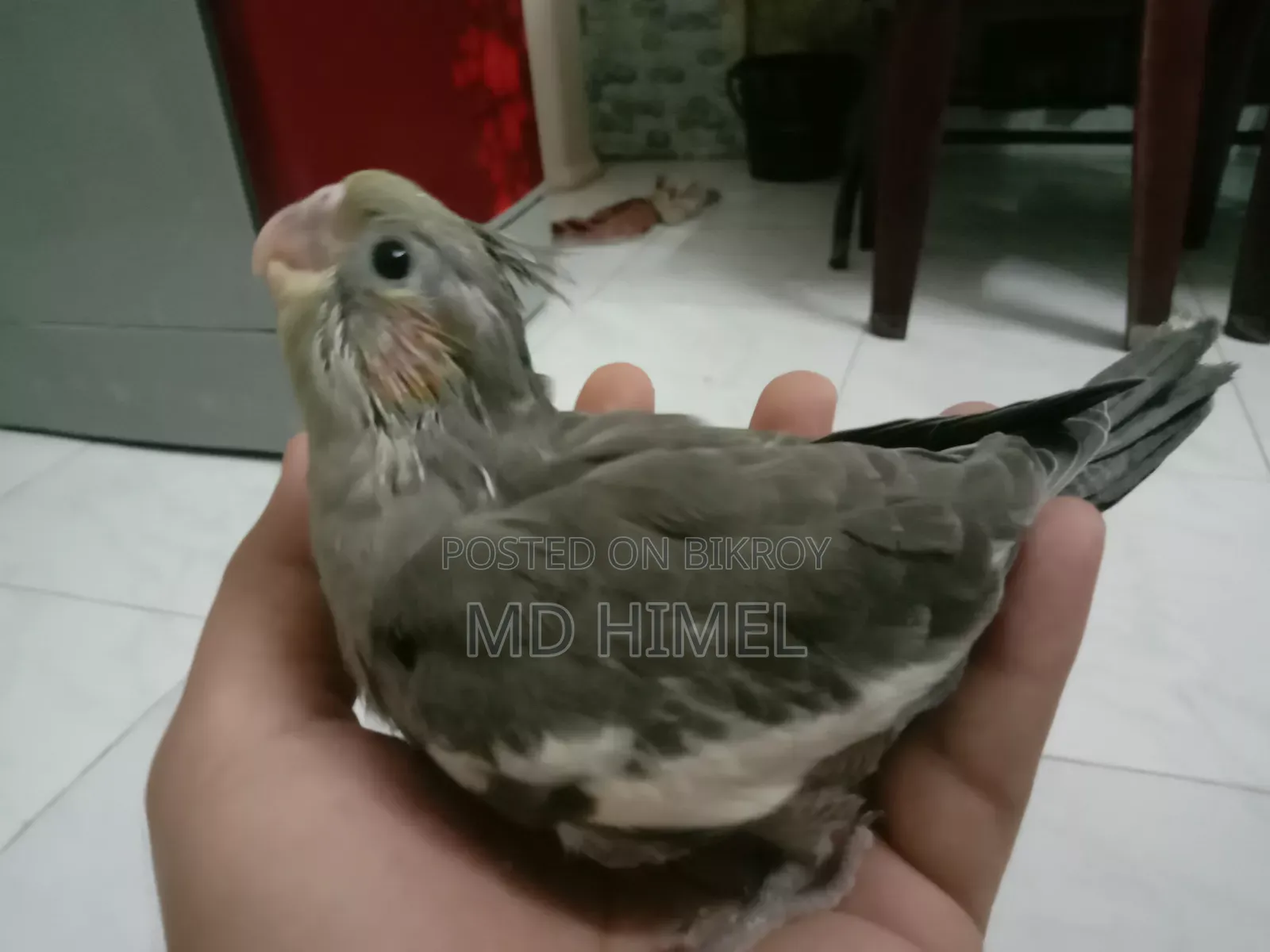 Gray and Pied Healthy Cocatel Baby