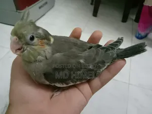 Gray and Pied Healthy Cocatel Baby