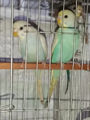 Budgerigar Bird