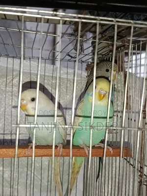 Budgerigar Bird