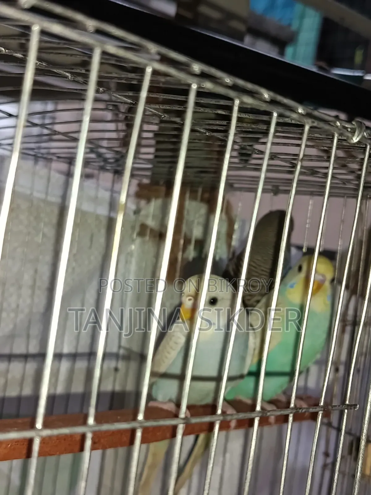 Budgerigar Bird