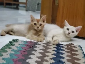 1-3 Months Female Mixed Breed Persian Kitten