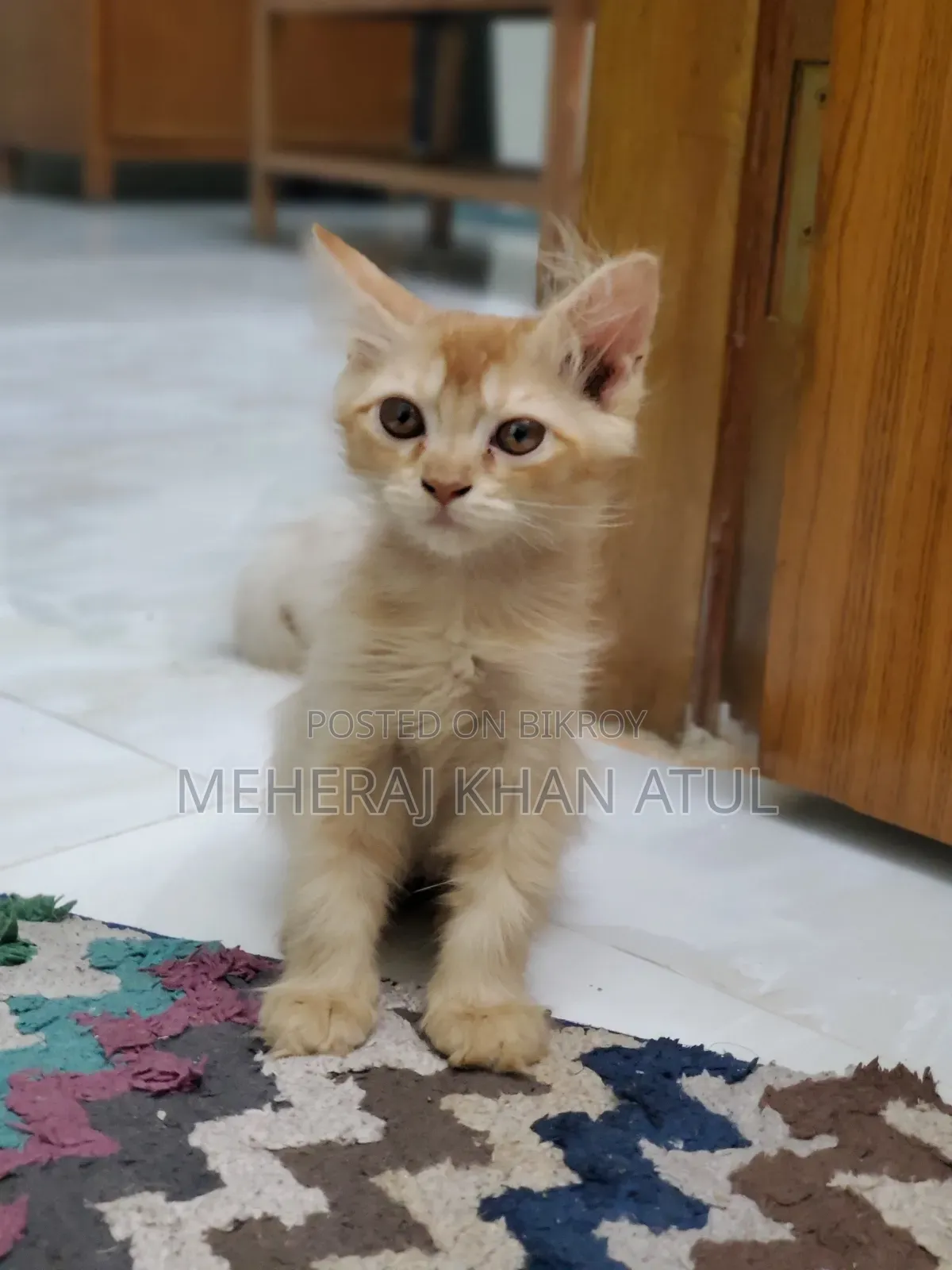 1-3 Months Female Mixed Breed Persian Kitten