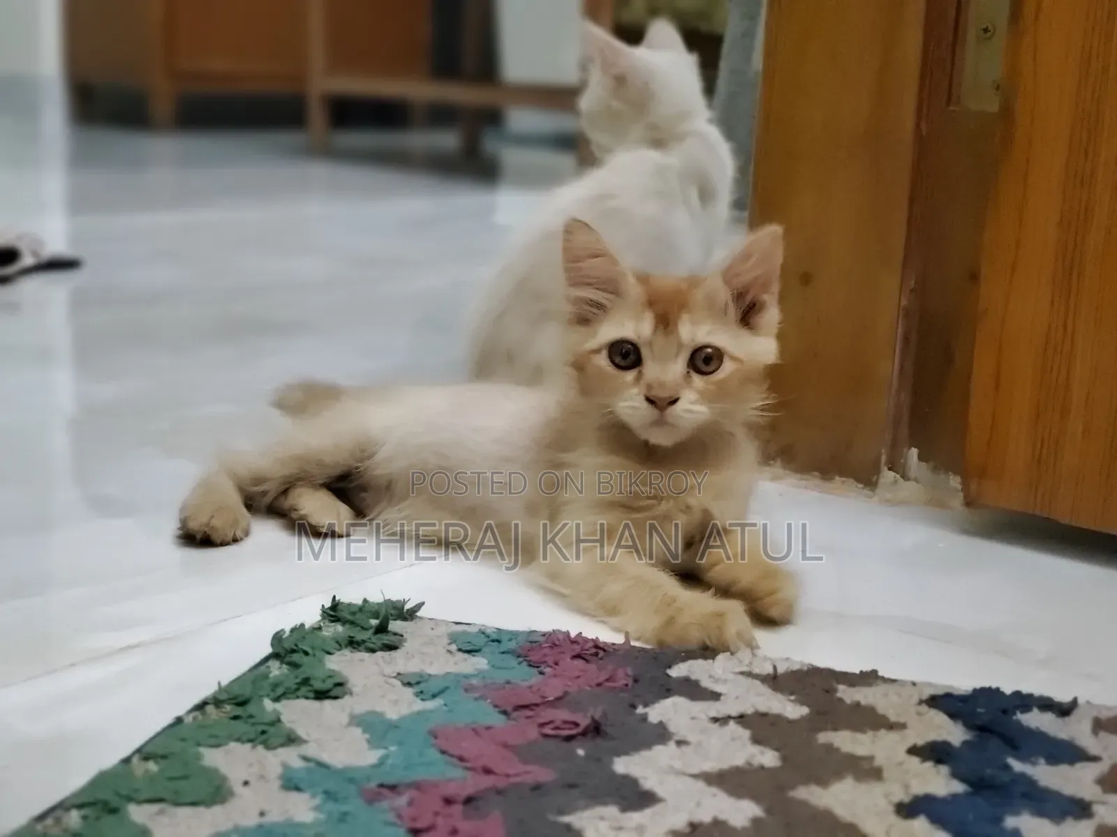 1-3 Months Female Mixed Breed Persian Kitten
