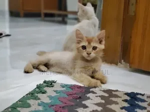 1-3 Months Female Mixed Breed Persian Kitten