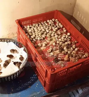 জাপানি কোয়েল পাখির বাচ্চা