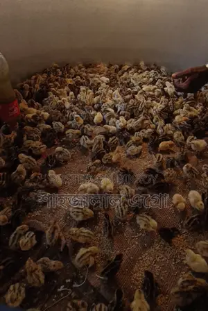 জাপানি কোয়েল পাখির বাচ্চা