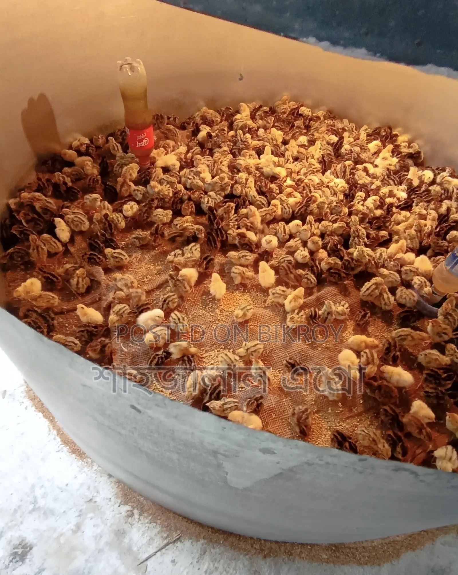 জাপানি কোয়েল পাখির বাচ্চা