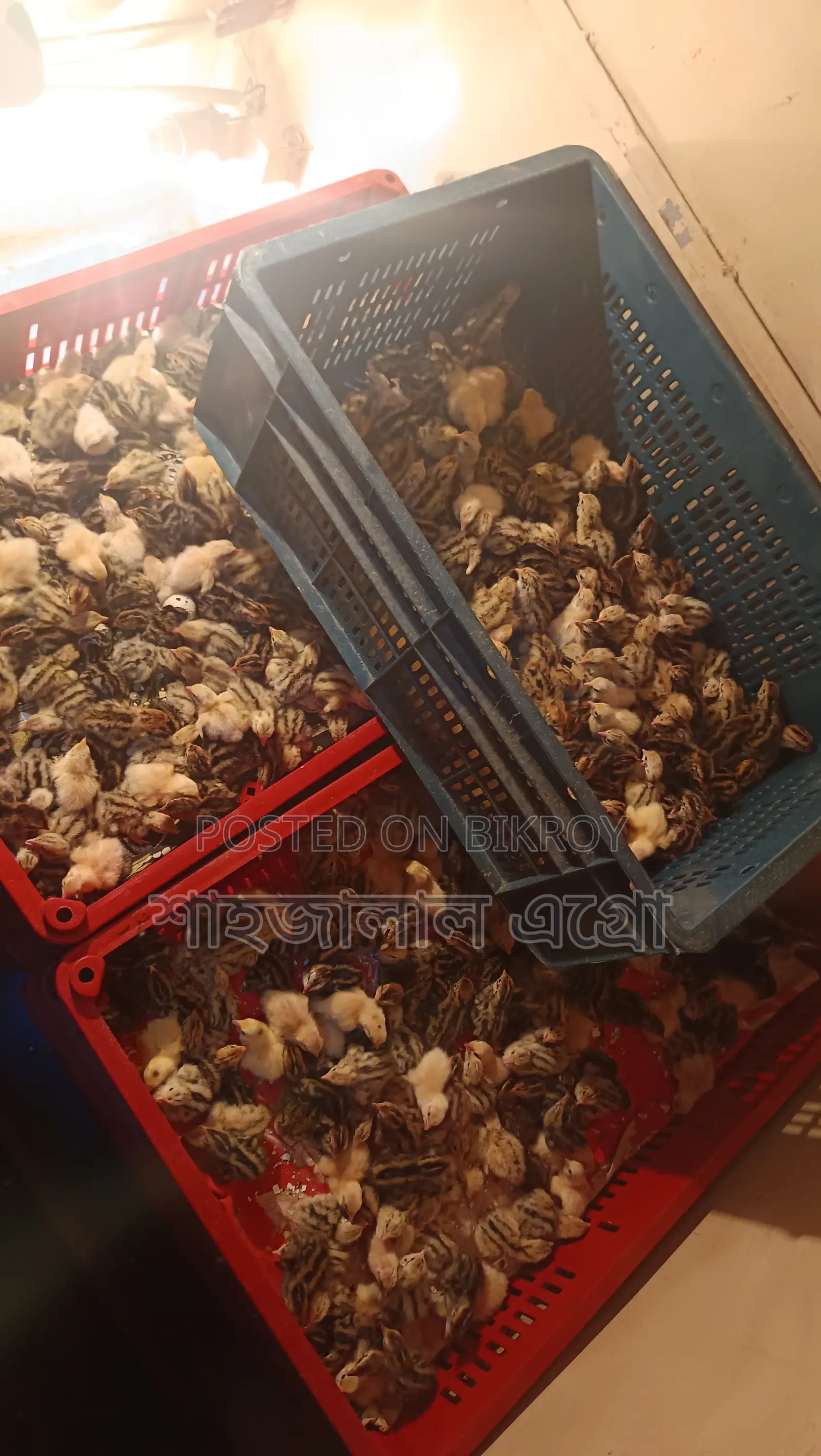 জাপানি কোয়েল পাখির বাচ্চা