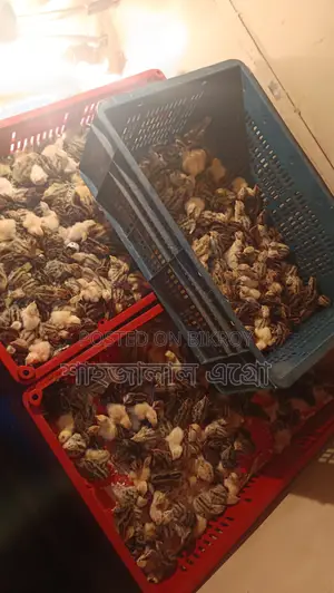 জাপানি কোয়েল পাখির বাচ্চা