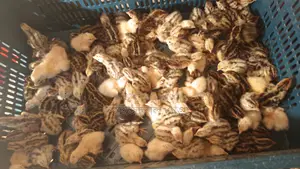 জাপানি কোয়েল পাখির বাচ্চা