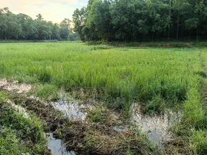 5 decimal land for sale in Gazipur at 1 lakh per decimal