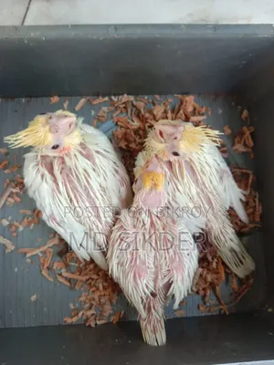 Cockatiel Bird Babies
