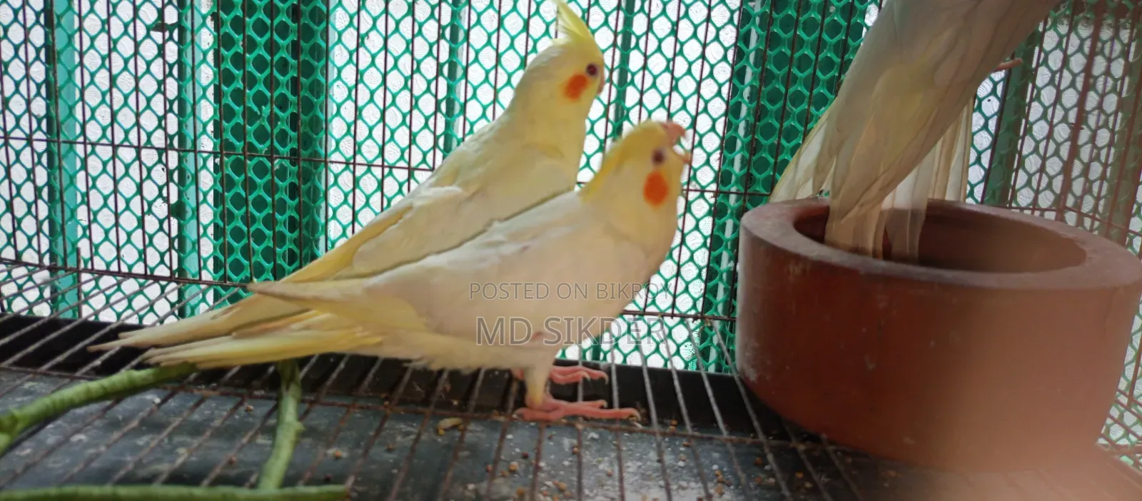 Cockatiel Bird Babies